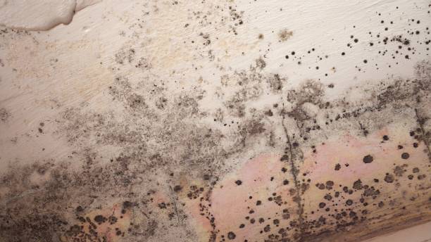 Best Commercial Mold Remediation in Rock Rapids, IA